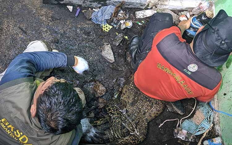 BKSDA Pos Sampit Sempat Kesulitan saat Evakuasi Buaya Peliharaan?