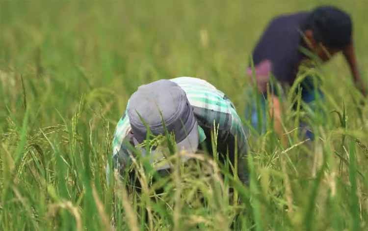 Food Estate Kunci Atasi Krisis Pangan