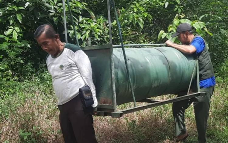 Beruang Madu Muncul Dekat Permukiman Warga, BKSDA Kalteng Pasang Perangkap?