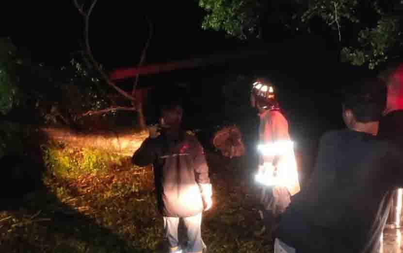 Angin Kencang Tumbangkan Pohon di Palangka Raya