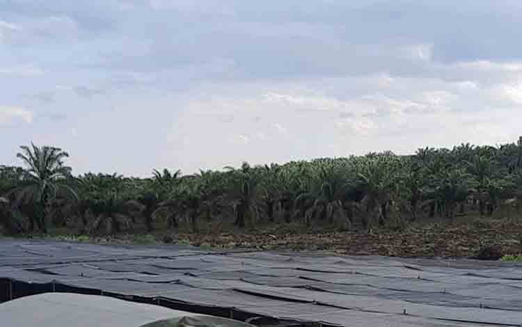 Dinas TPHP Kobar Targetkan Replanting 1.000 Hektare Kebun Sawit