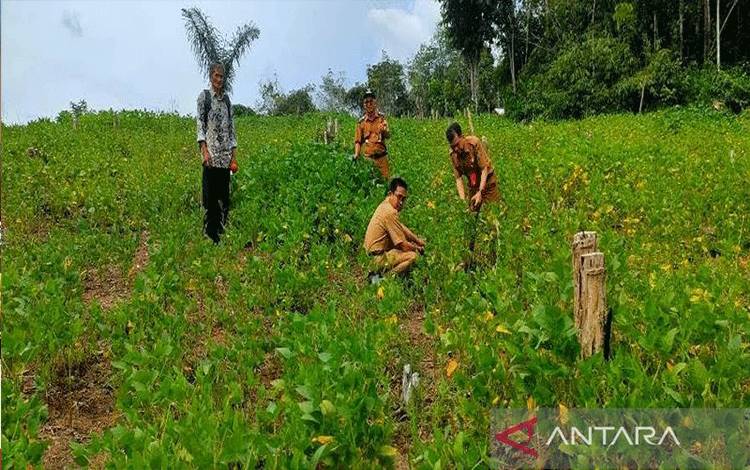 Pemkab Barito Utara Lakukan Penguatan Ketahanan Pangan