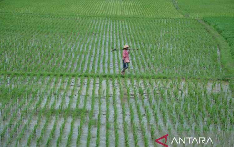 Peneliti: Pertanian Indonesia Perlu Fokus pada Keberlajutan-Inovasi