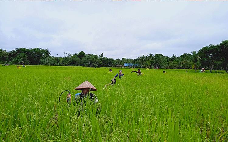Penyuluh Diminta Intensifkan Pendampingan Petani Masuk Musim Tanam Okmar