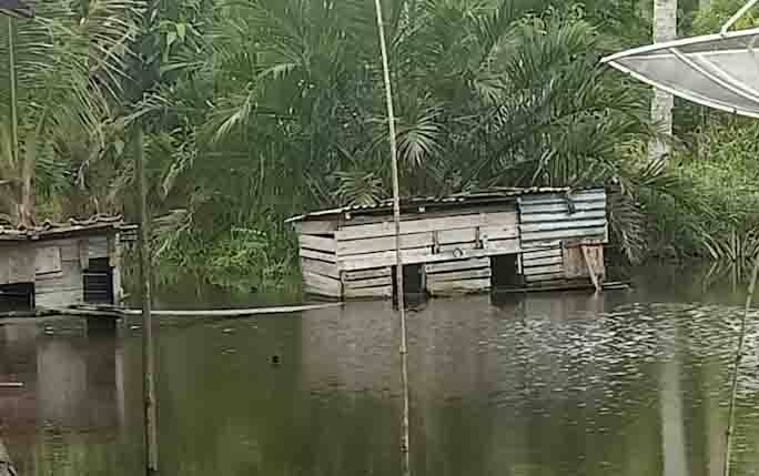 Buaya Kerap Muncul di Desa Kumpai Batu Bawah, ini Peringatan BKSDA