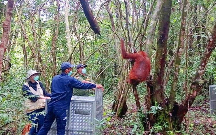 BKSDA SKW II Pangkalan Bun Lepasliarkan 11 Orangutan ke Alam