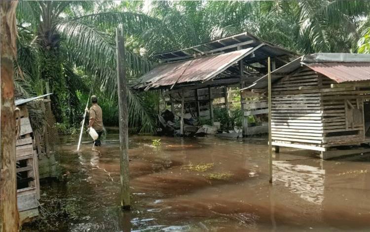 BKSDA SKW II Pangkalan Bun Mulai Pasang Perangkap untuk Evakuasi Buaya dari Pemukiman Warga
