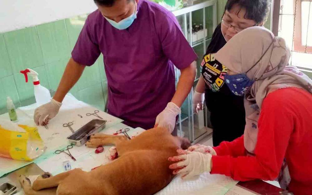 Dinas Pertanian dan Ketahanan Pangan Kastrasi 42 Ekor Hewan Cegah Rabies