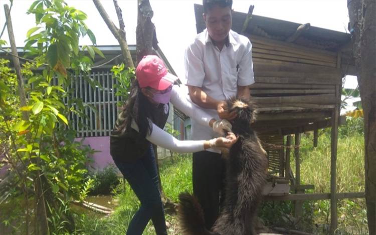 World Rabies Day, Distan Kapuas Vaksinasi Ratusan Hewan