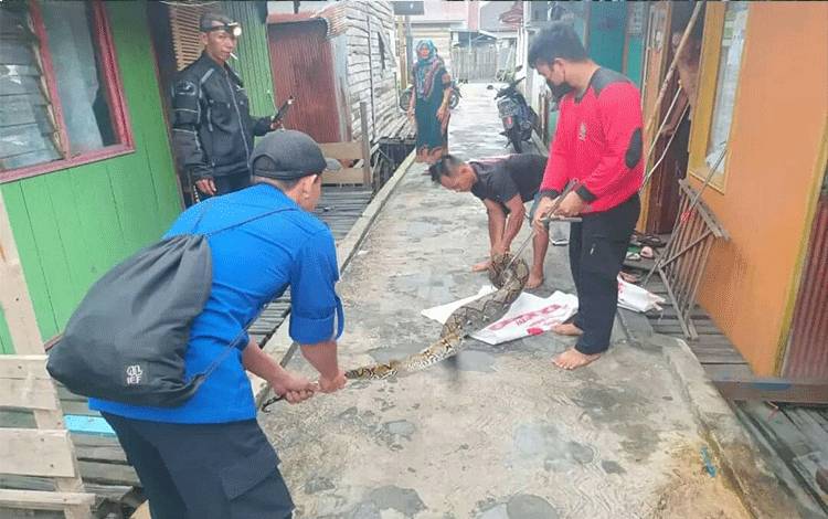 Piton Panjang 2,5 Meter Mangsa Ternak Warga Bikin Heboh