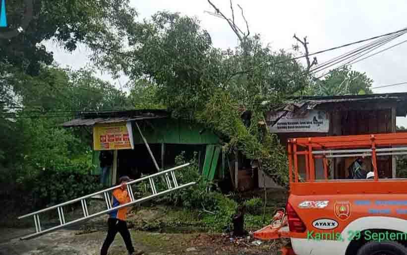 Hujan Deras Disertai Angin Tumbangkan 5 Pohon di Kobar