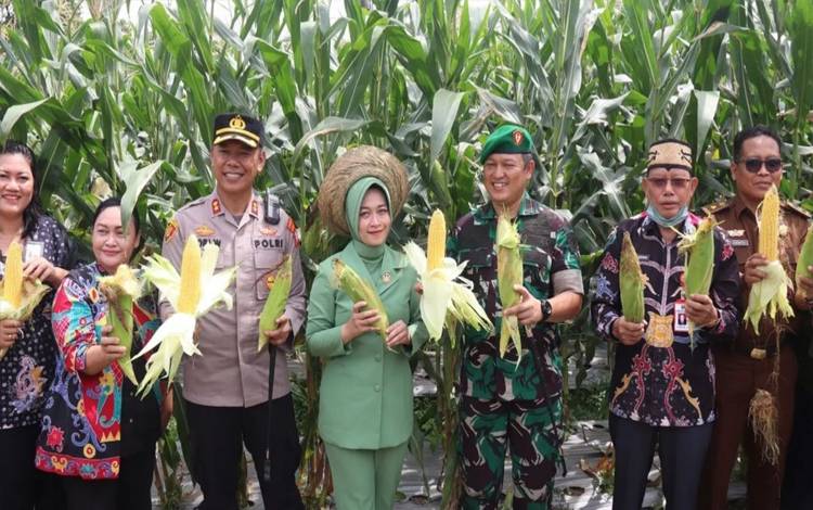 Kodim Kuala Kapuas Panen Perdana Jagung Pemanfaatan Lahan Kosong
