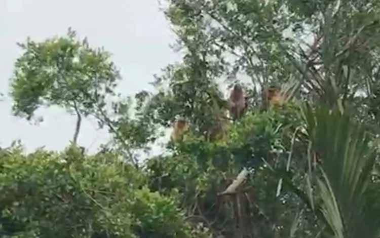 Populasi Bekantan Masih Ditemukan??di Desa Sungai Undang Seruyan