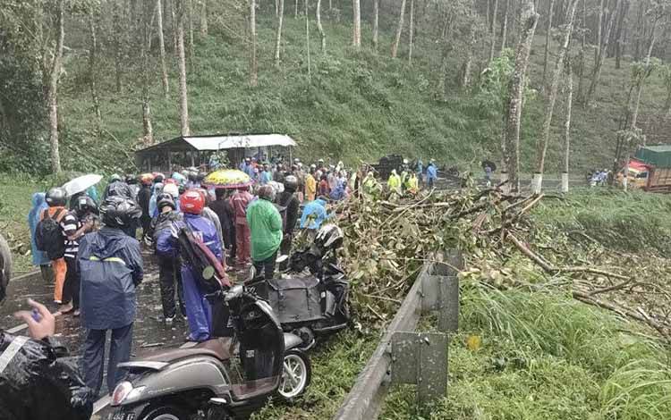 Satu Orang Meninggal Dunia Akibat Pohon Tumbang di Jalur Malang-Kediri