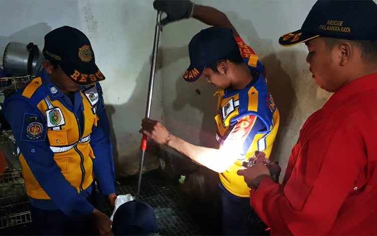Ular Piton Sepanjang 3,5 Meter Masuk Dapur Rumah Warga di Palangka Raya