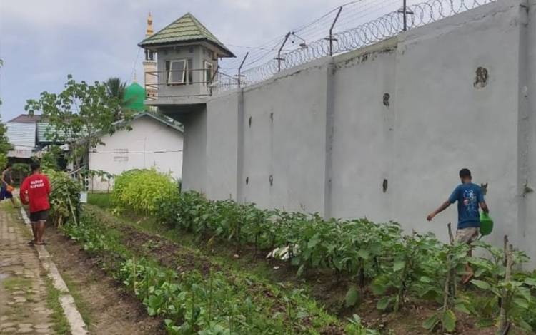 Bagian Pembinaan Kemandirian, WBP Rutan Kapuas Dilibatkan Rawat Kebun?