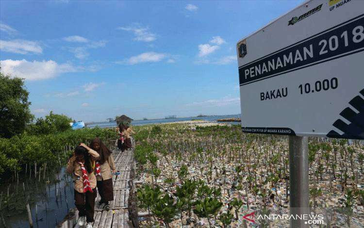 Kala Mangrove Menguasai Pesisir