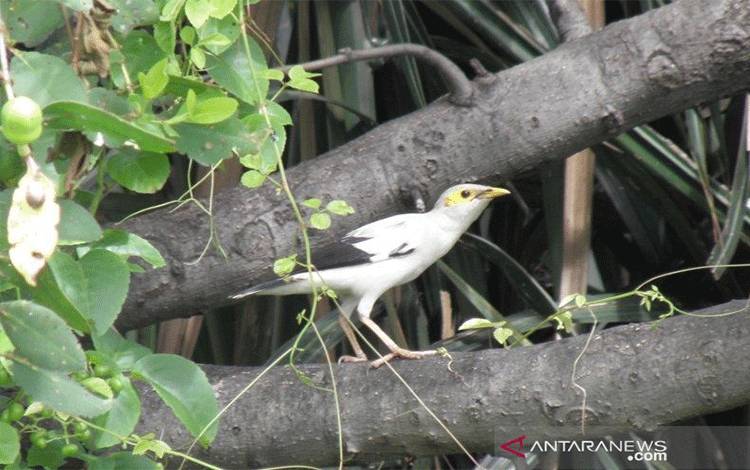YKAN dan BKSDA Dorong Penguatan Fungsi Suaka Margasatwa Muara Angke