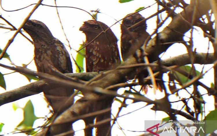 Peneliti ULM Temukan Satwa Langka Burung Paruh Katak di Pulau Curiak