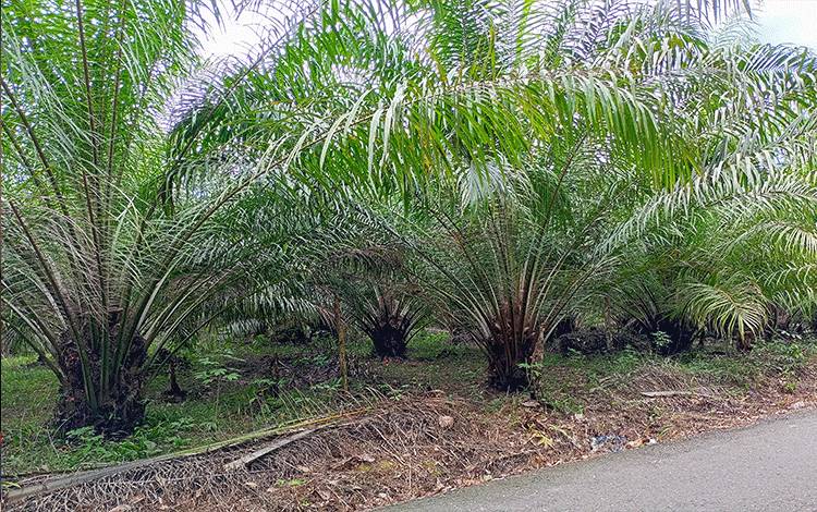 Dinas Pertanian Barito Timur Masih Verifikasi Calon Lahan Sawit Masyarakat