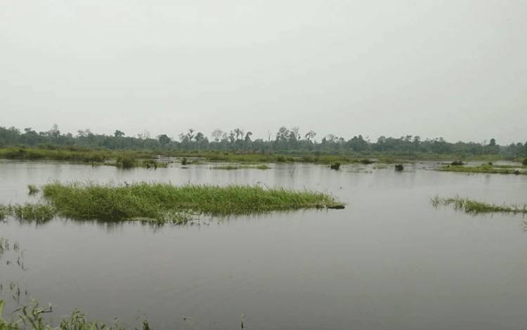 Banjir di Seruyan Rendam Lahan Pertanian, Masa Tanam Padi Ditunda