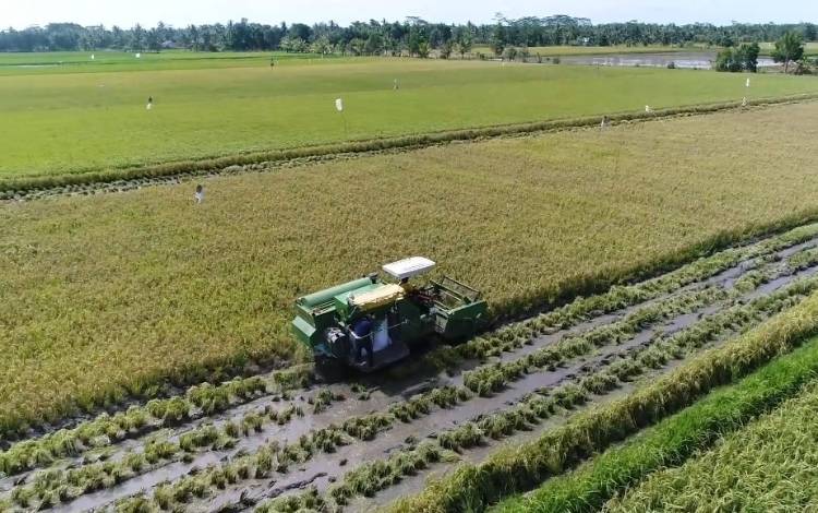 Beras Food Estate Kalah Bersaing dengan Produk Bermerek