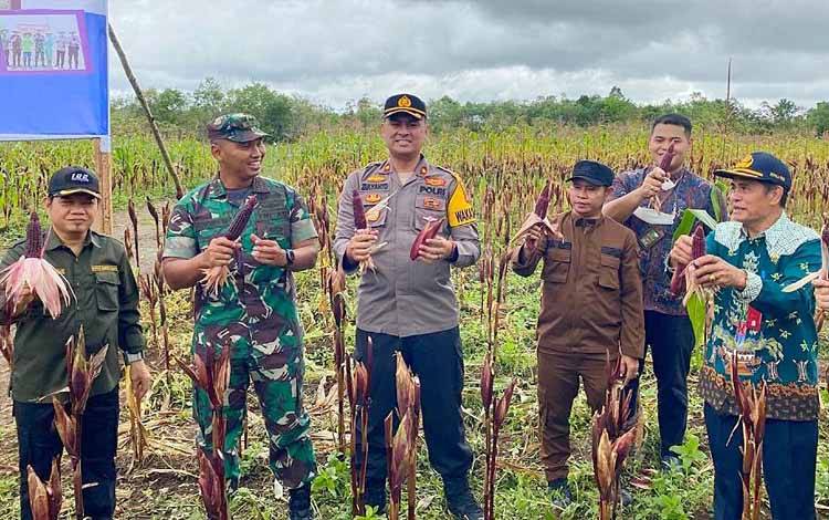 Bupati Barito Timur Panen Jagung Bersama Dandim Buntok