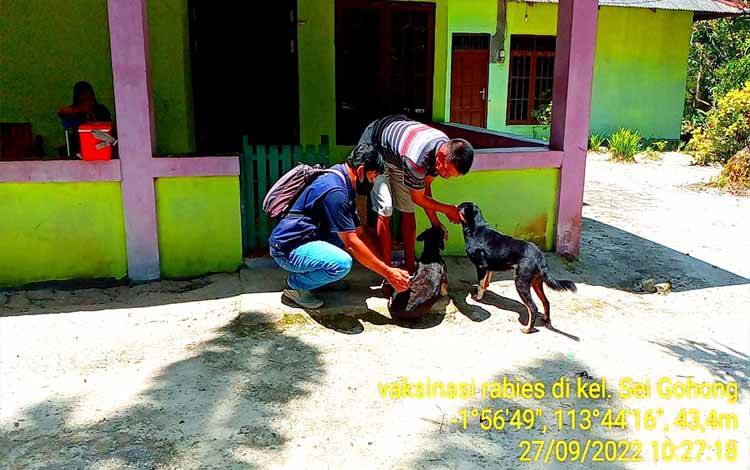 Waspada Rabies Pada Musim Kawin Anjing pada Oktober