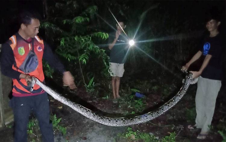 Sanca dengan Bobot 30 Kg Gegerkan Warga Raflesia