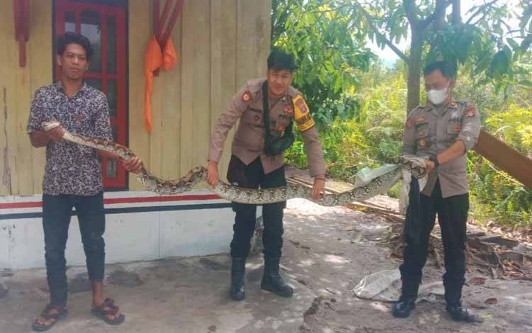 Usai Mangsa Hewan Ternak, Ular Piton Masuk Halaman Rumah Warga Pager Palangka Raya