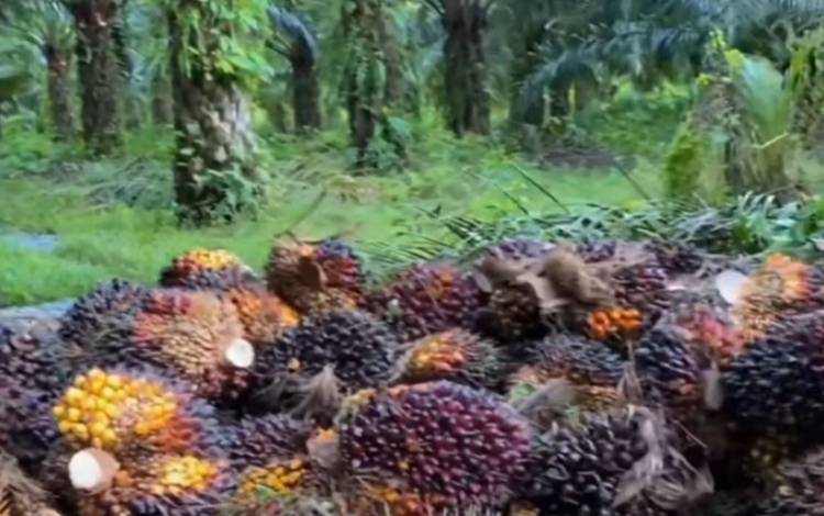 Gapki Berharapkan Petani Sawit Tingkatkan Kualitas TBS