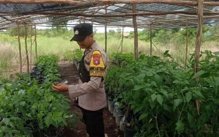 Warga Diberi Motivasi Manfaatkan Lahan Kosong Jadi Produktif?