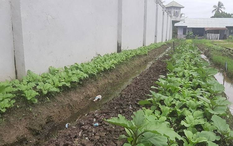 Rutan Kuala Kapuas Terus Galakan Pembinaan Perkebunan Bagi WBP?