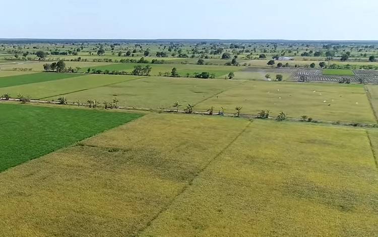 Produksi di Food Estate di Pandih Batu terus Meningkat