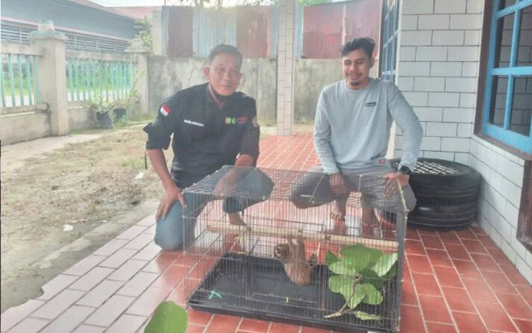 Warga Pundu Temukam Seekor Kukang dan Diserahkan ke BKSDA Kotim