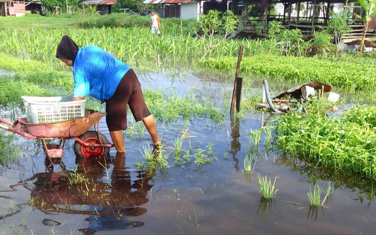 Petani di Kalampangan Sudah 3 Kali Gagal Panen Akibat Banjir Tahun Ini
