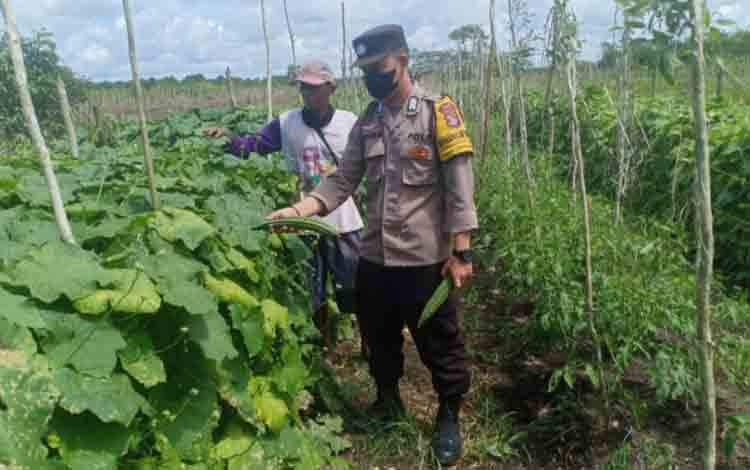 Sambangi Kebun Sayuran Warga, Anggota Polsek Basarang Dorong Tingkatkan Produktifitas Pertanian