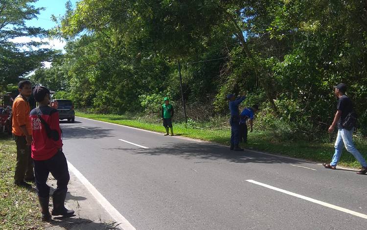Damkar Akan Patroli Pengecekan Pohon Rawan Tumbang