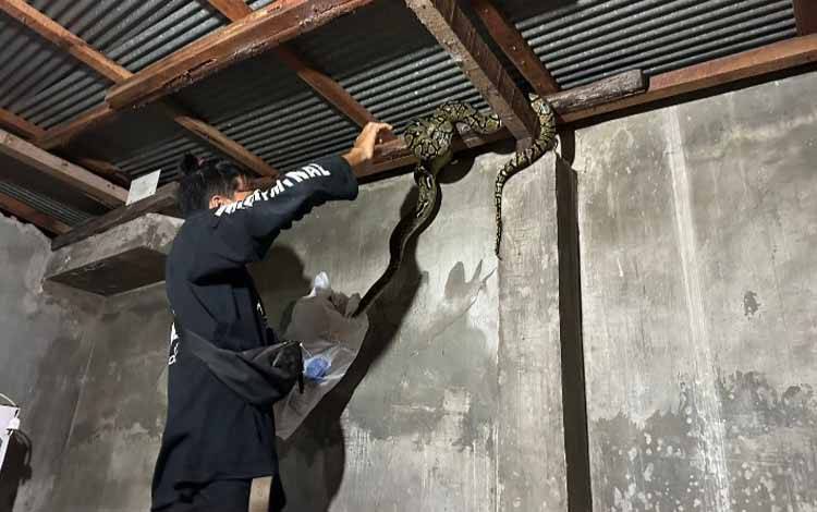 Sanca Kembang Panjang 2 Meter Masuk Rumah Warga
