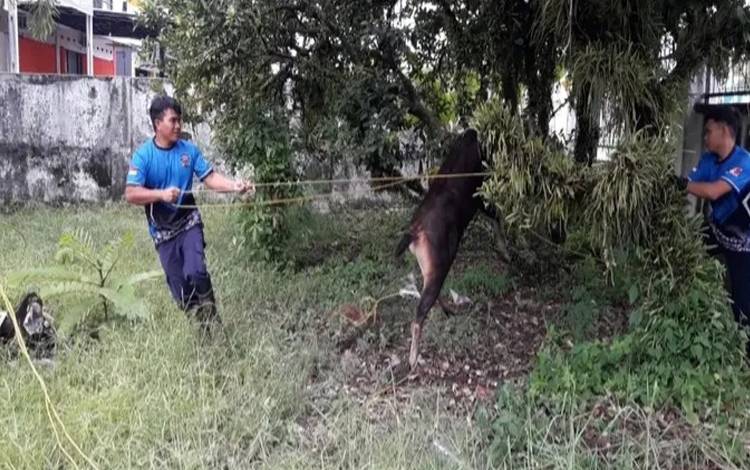 Sekor Rusa Nyasar ke Perkantoran