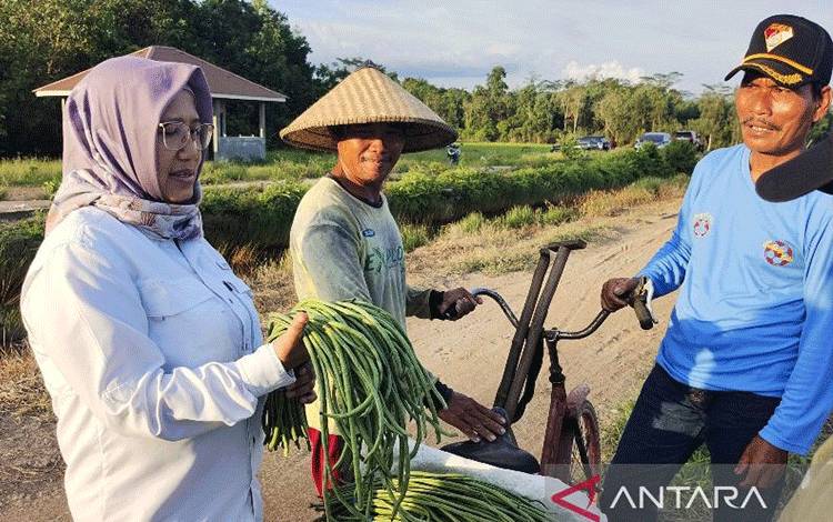 Infrastruktur Food Estate Mudahkan Petani Pasarkan Hasil Panen