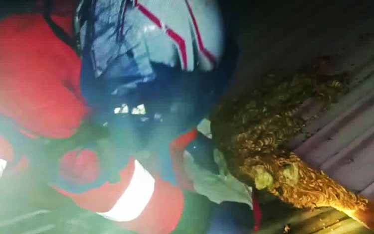 Damkar Kota Palangka Raya Evakuasi Sarang Tawon di Atap Rumah Warga