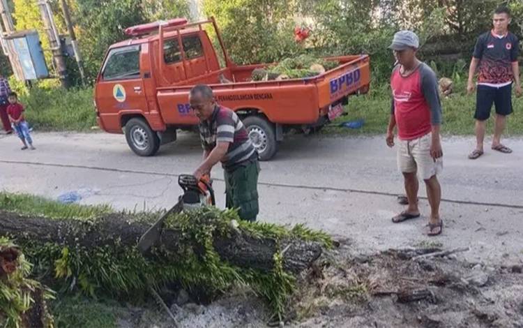 Puluhan Pohon Sudah Ditebang Tim TRC BPBD Kota Palangka Raya