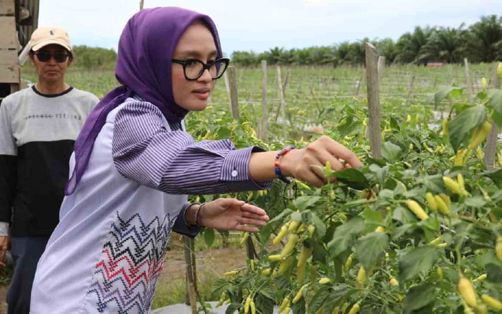 Harga Cabai Rawit Hijau dan Merah Keriting kembali Turun