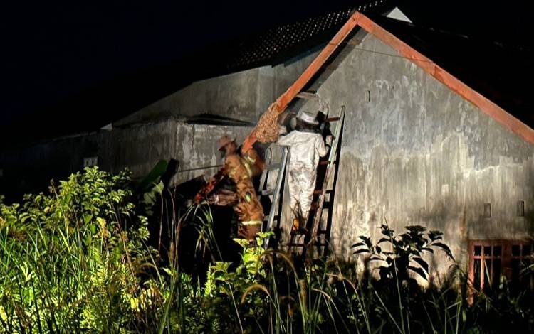Sarang Tawon Sebesar Galon Dievakuasi dari Atap Rumah
