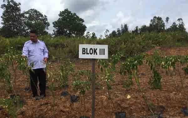 Satresnarkoba Polres Gunung Mas Dukung Ketahanan Pangan dengan Cara ini