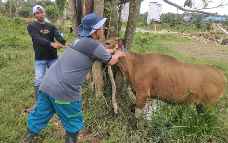 Ratusan Ternak di Gunung Mas Sudah Vaksin PMK hingga Dosis Kedua