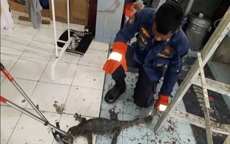 Biawak 2 Meter Nongol di Plafon Kejutkan Penghuni Rumah di Palangka Raya