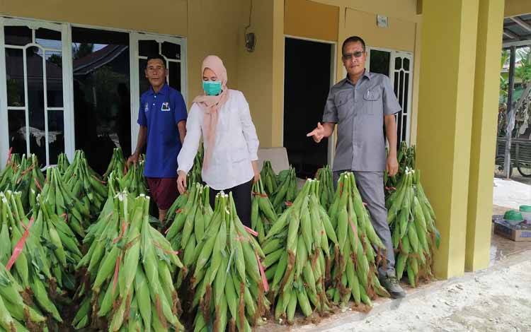Harga Jagung Naik Jelang Tahun Baru 2023