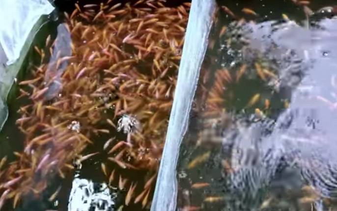 Kebutuhan Bibit Ikan Bagi Pembudidaya Lokal Cukup Tinggi
